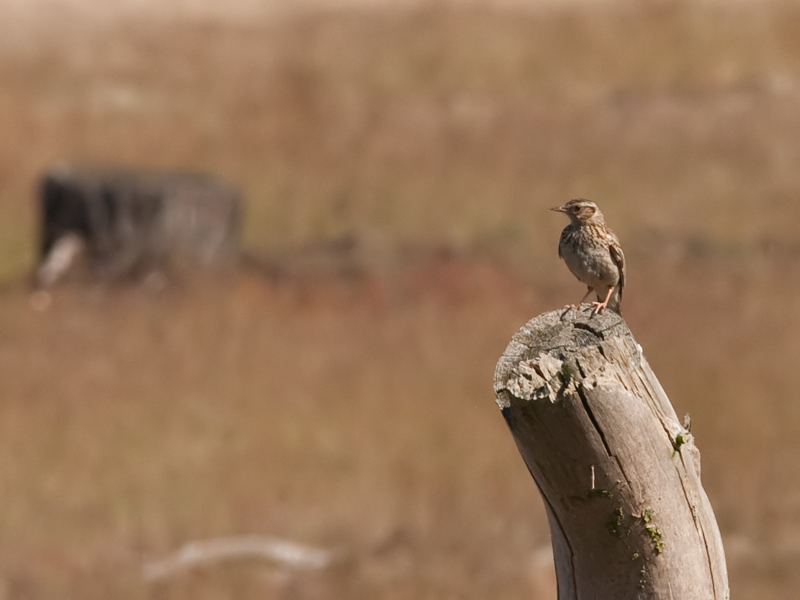 Lullula arborea Boomleeuwerik Wood Lark